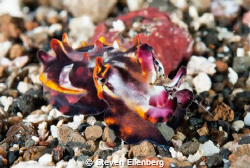 Part 2. Flamboyant cuddlefish just after the strike. Shri... by Steven Eilenberg 
